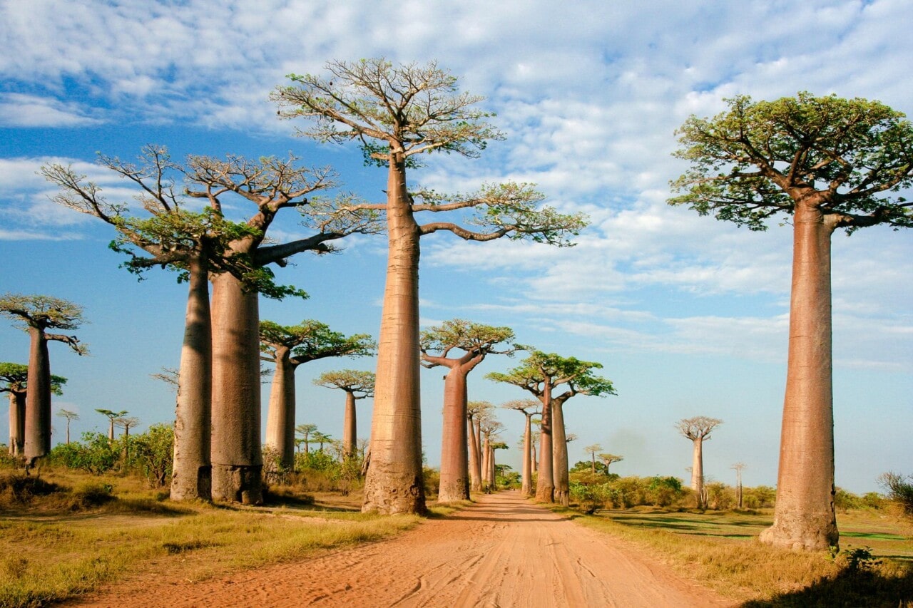 Telma Madagascar : les meilleurs prix